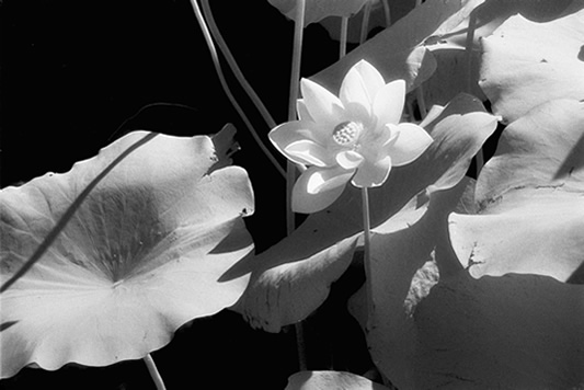 Lotus Flower Leaf